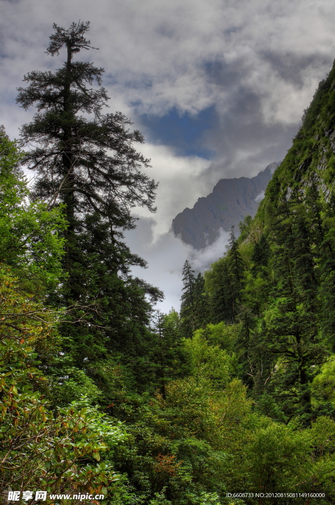 高山森林风光