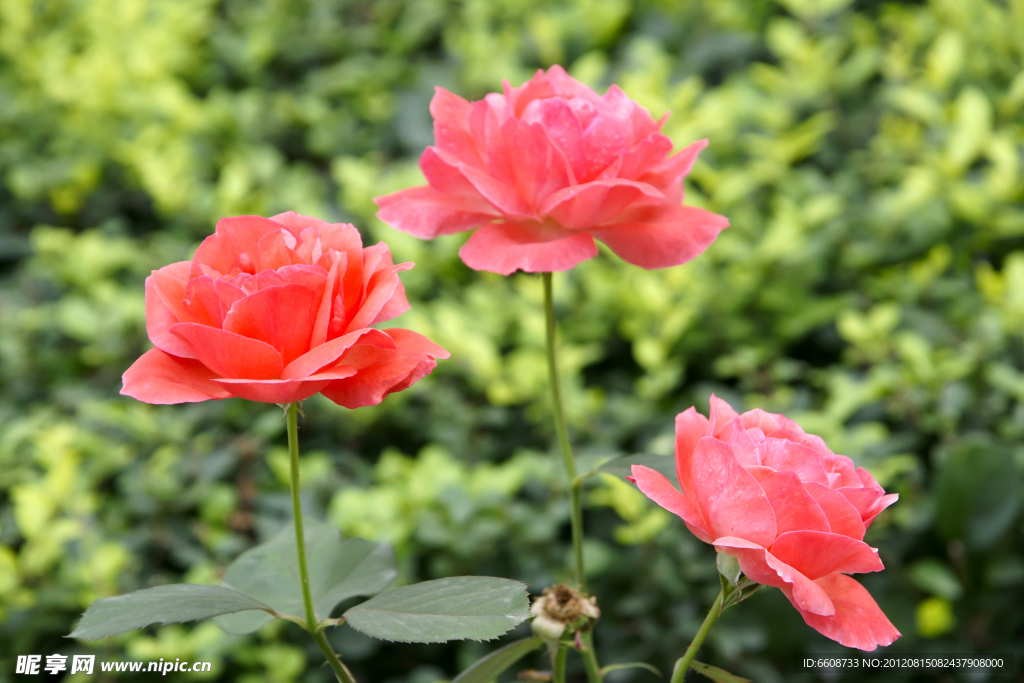 月季花