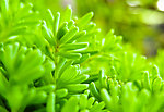 植物绿植