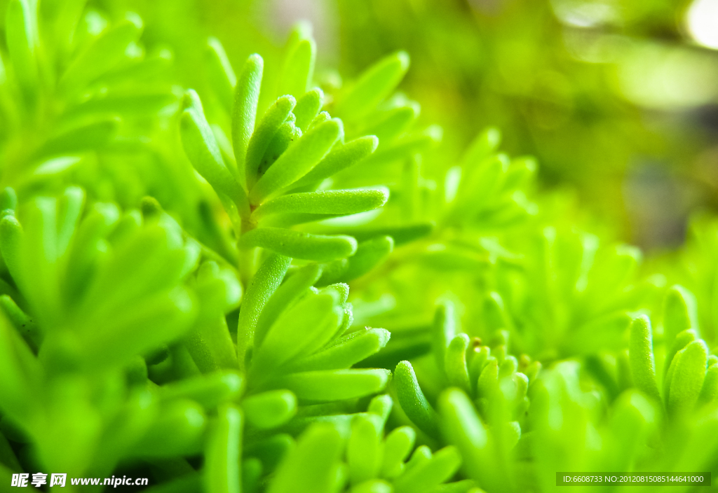 植物绿植
