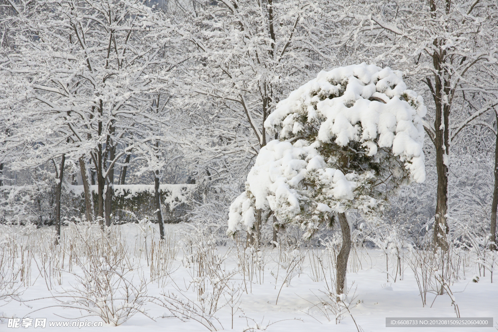 树林雪景