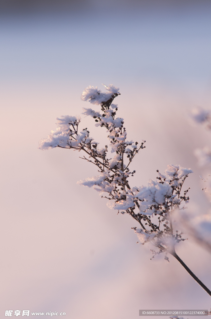 冬季冰雪树枝