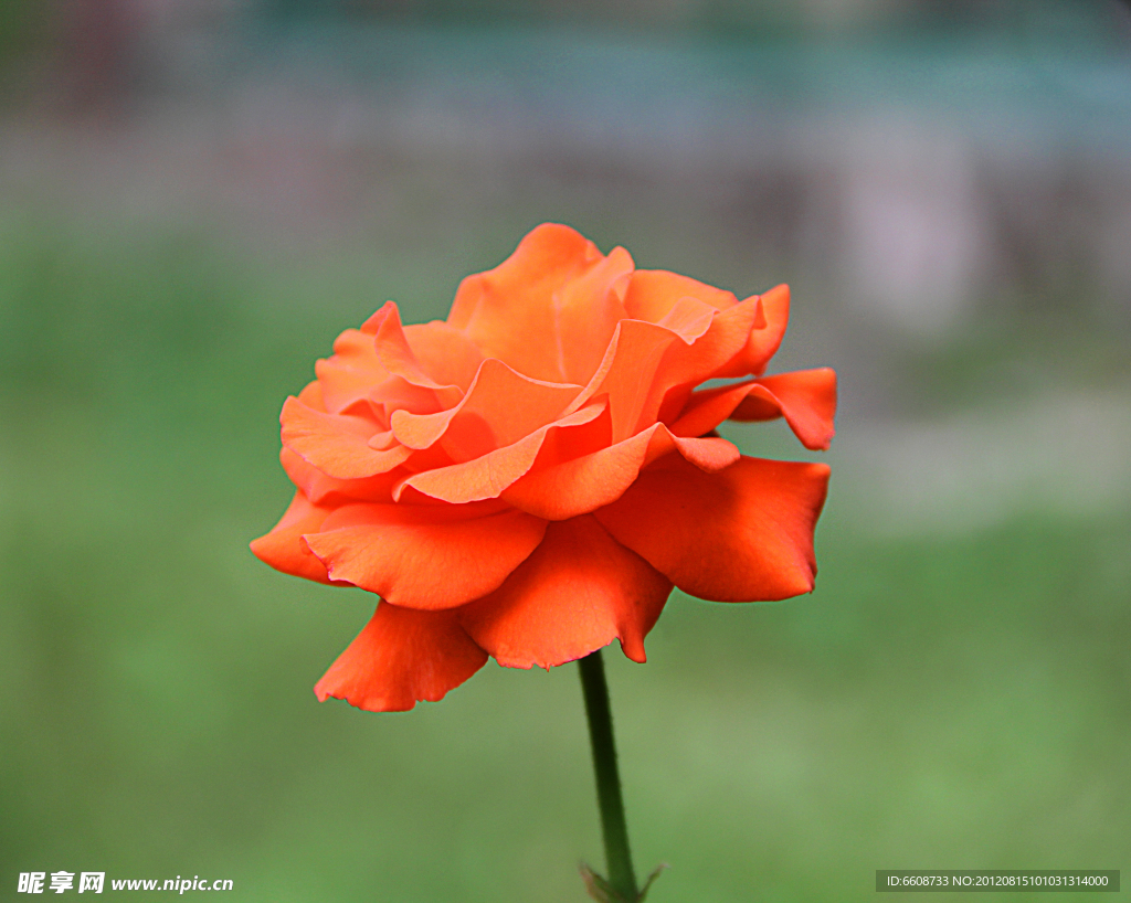 月季花