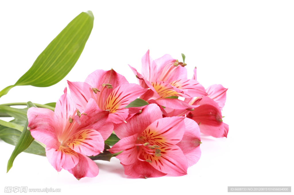 百合花