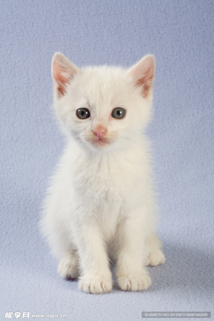 可爱小猫