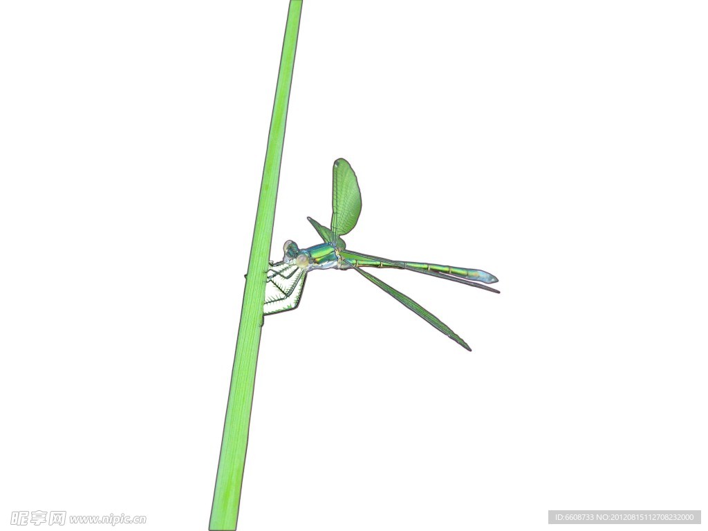 蜻蜓
