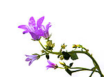 水仙花
