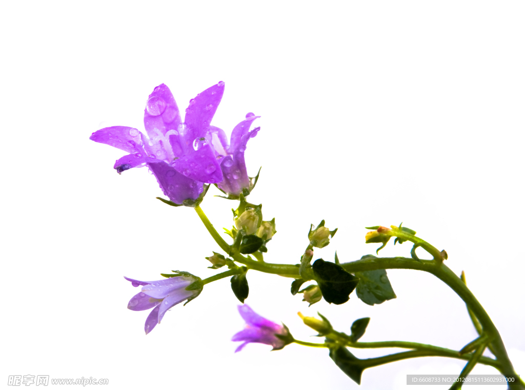水仙花