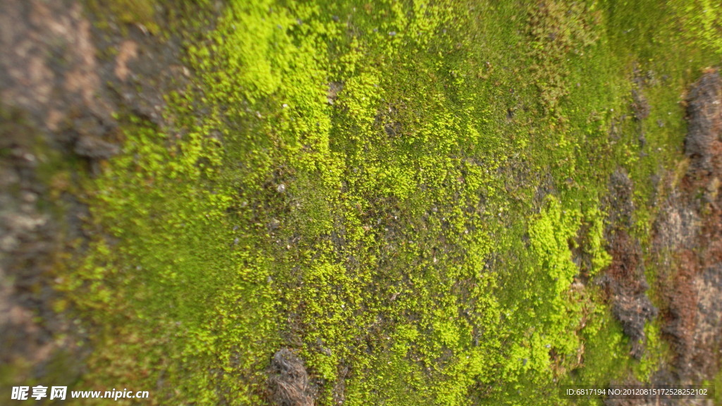 青苔
