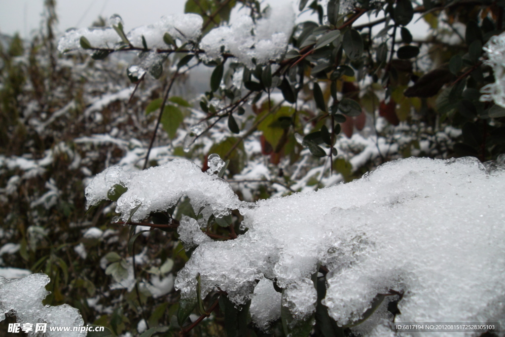 积雪 树木