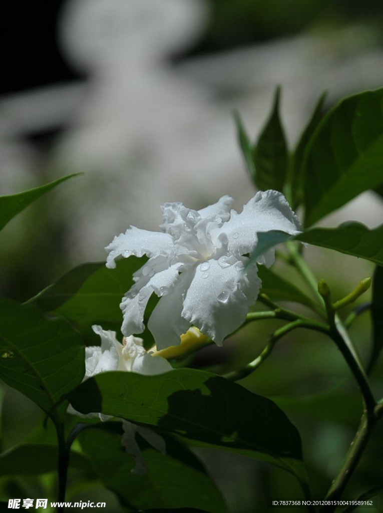 夜来香花