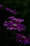 山菊花