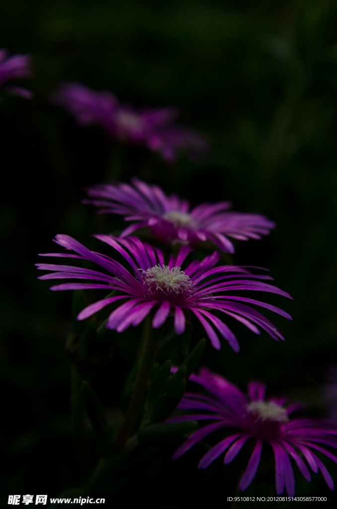 山菊花