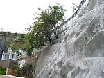 斜坡上的绿树