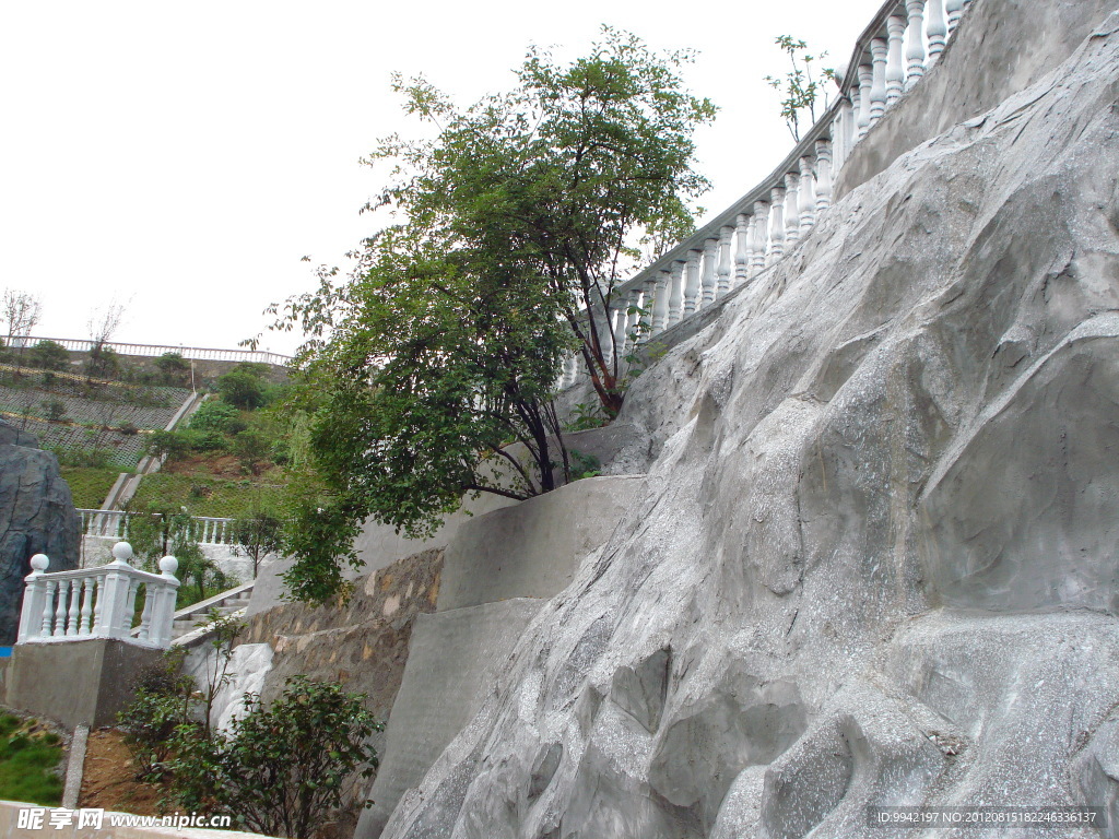 斜坡上的绿树