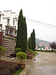 高耸的松树