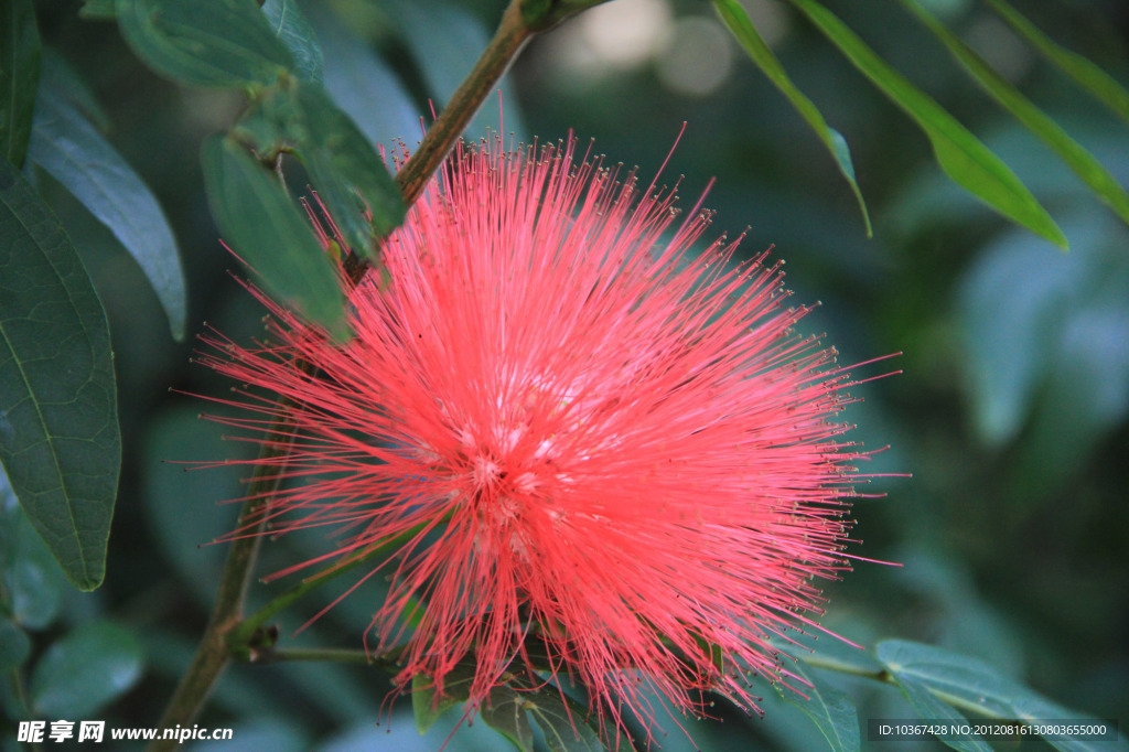 花草