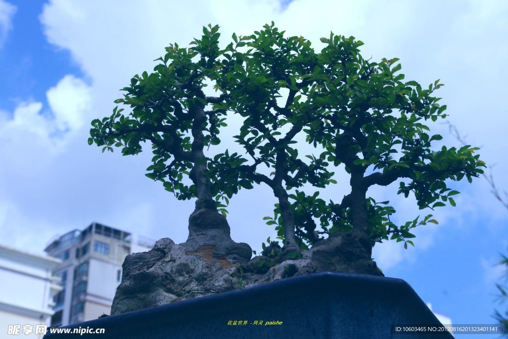 花盆世界
