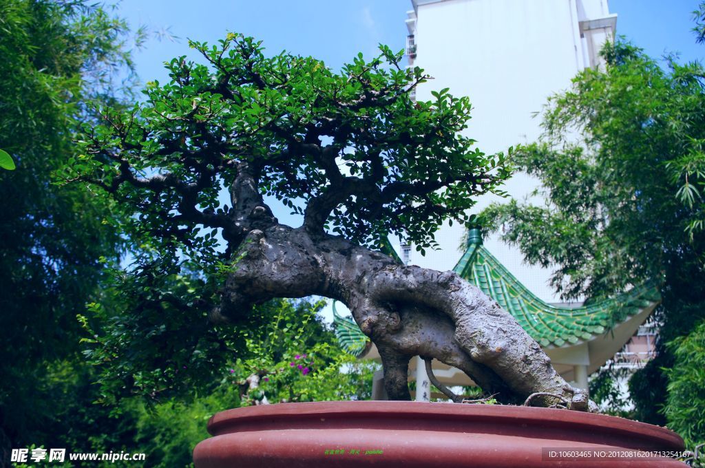 花盆世界