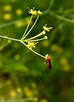 小花与蜂