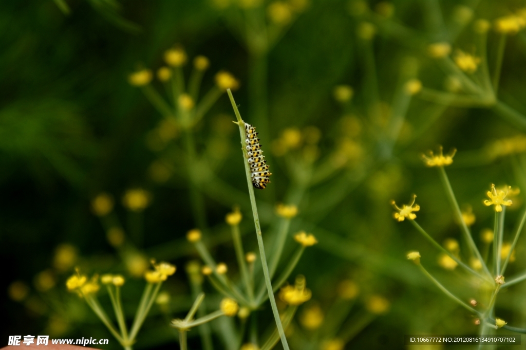 小花与昆虫