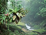植物风景