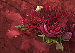 玫瑰花