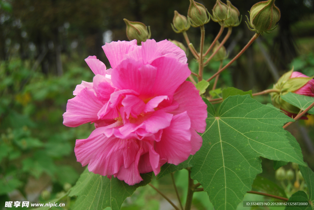 芙蓉花