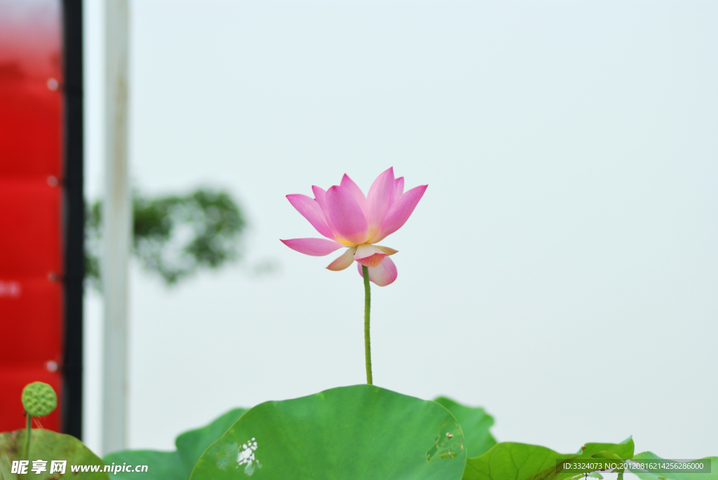 荷花