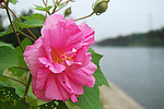 芙蓉