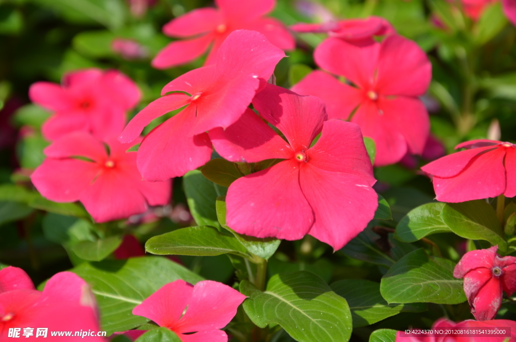 长春花