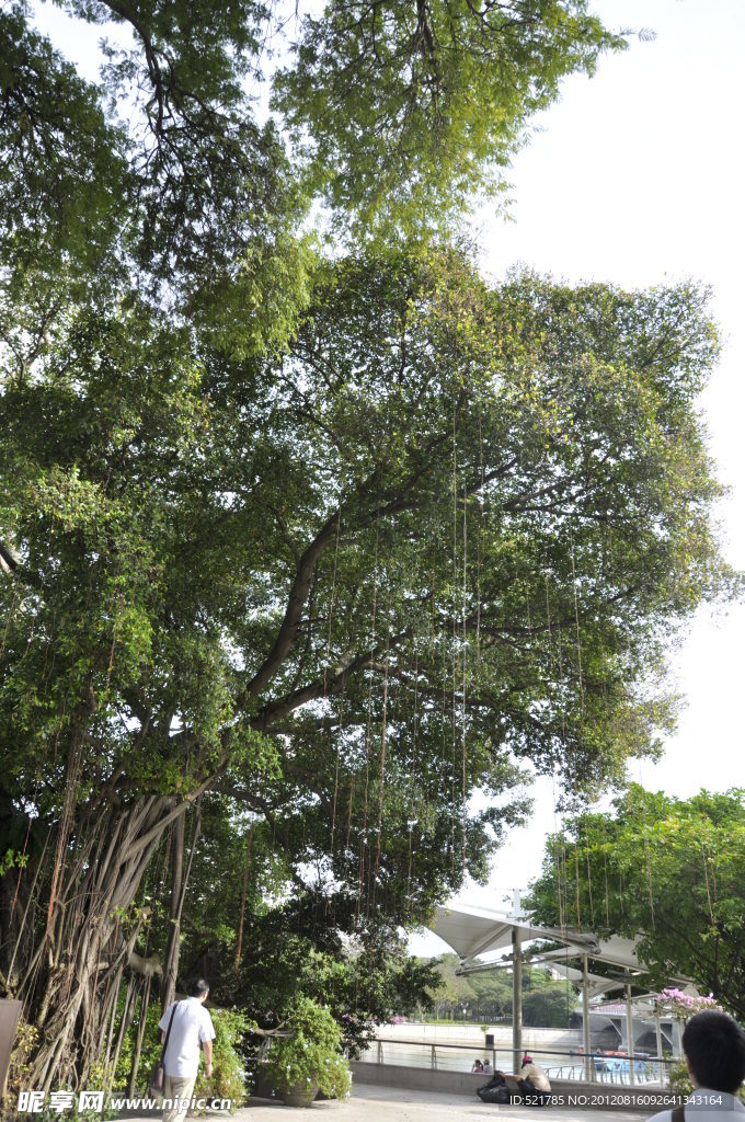 绿树