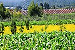 菜园（非高清）