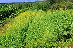 菜园（非高清）