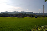 稻田