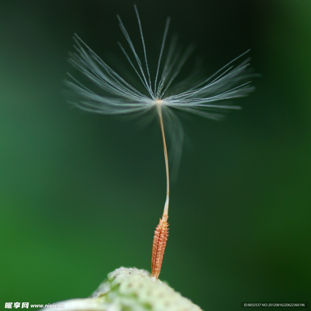 蒲公英