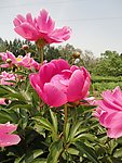 芍药花