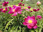 芍药花