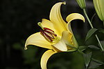 百合花