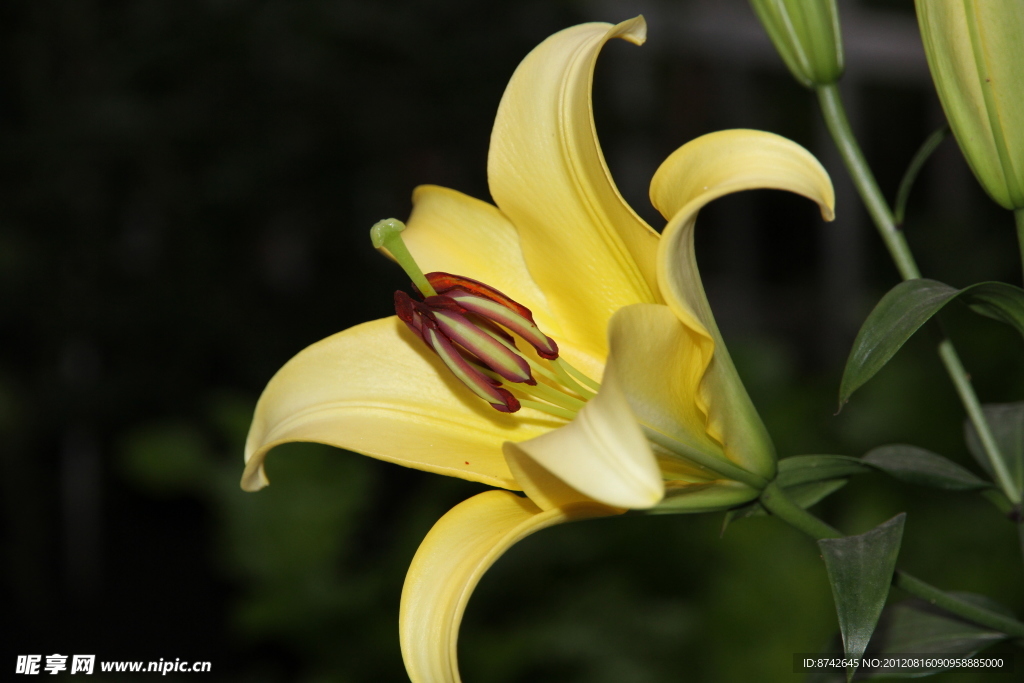 百合花