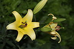 百合花