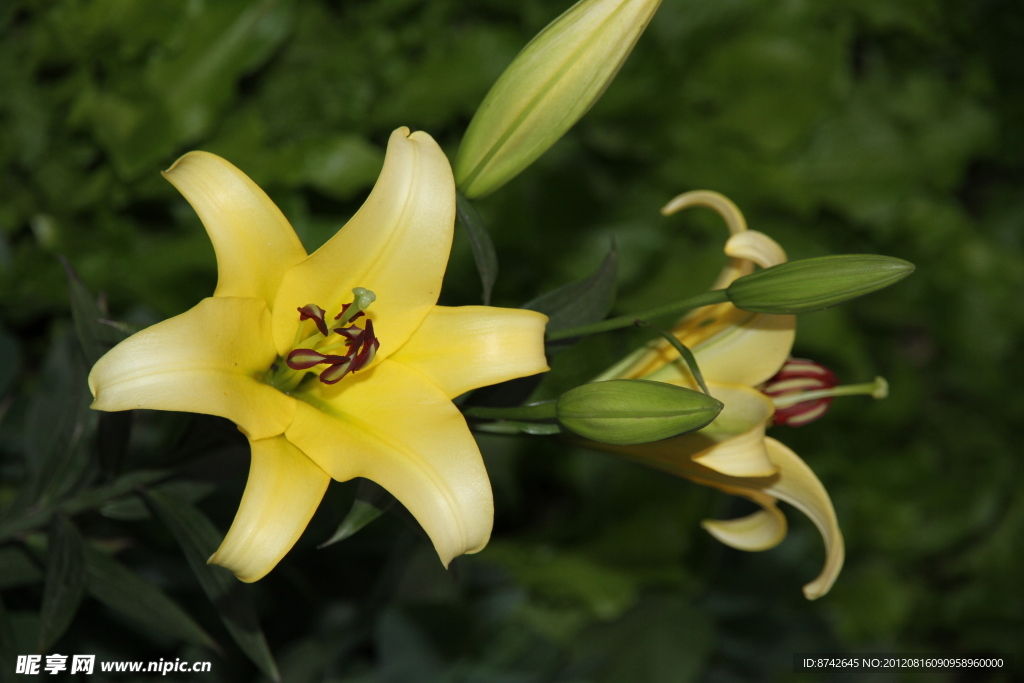 百合花