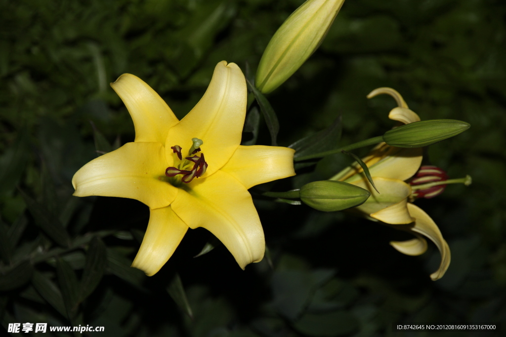 百合花