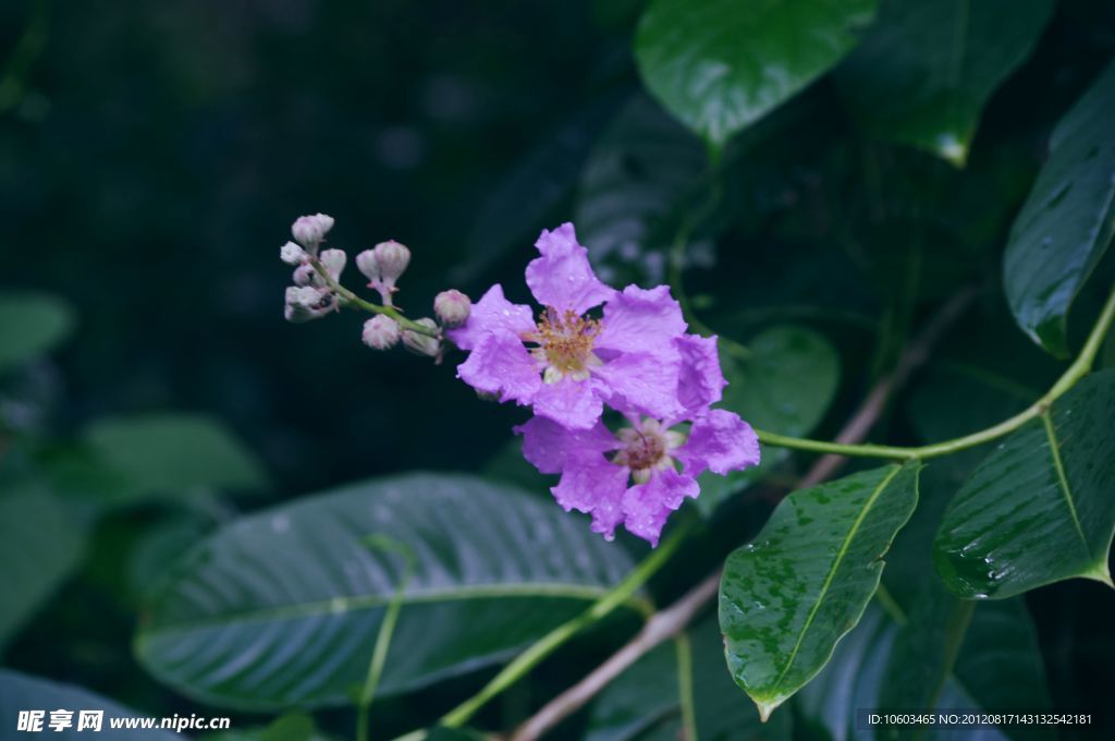 紫色的花