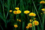 野菊花