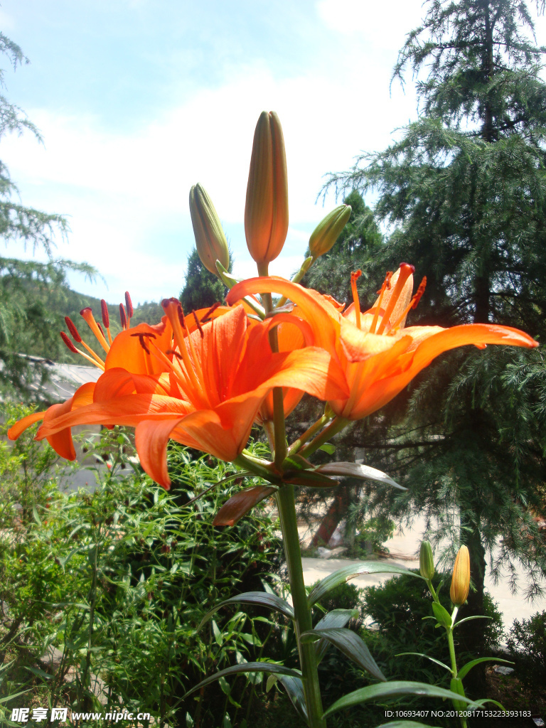 黄花菜