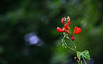 小花