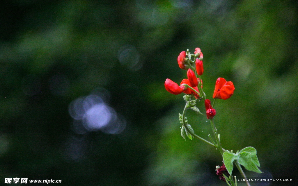 小花