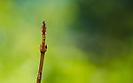 青草
