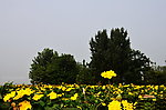 丝瓜花黄